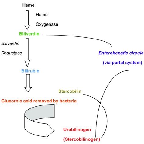 bilirubin converter|Iba pa.